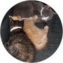 Carlos Flores profile picture